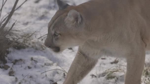 Puma en el bosque, león de montaña, gato soltero en la nieve. Cougar camina por el bosque de invierno. 4K cámara lenta, ProRes 422, sin clasificar C-LOG 10 bit — Vídeos de Stock
