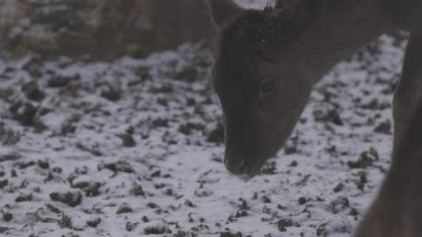 Mała pasza dla jeleni w zimie. Jelenie jedzą gałęzie i liście drzew. 4K slow motion 100 fps ProRes 422, niesklasyfikowany C-LOG 10 bit — Wideo stockowe