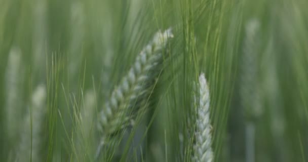 Trigo no campo, orelhas de trigo de perto. Agricultura moderna. câmara lenta a 100 fps. vídeo macro não graduado — Vídeo de Stock