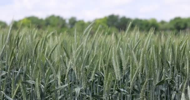 Tarlada buğday, yakın çekimde buğday kulakları. Modern tarım. Ağır çekimde 100 fp. derecelendirilmemiş Makro videosu — Stok video