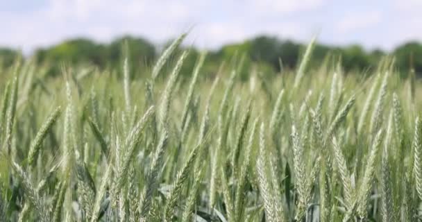 Weizen auf dem Feld, Weizenähren aus nächster Nähe. Moderne Landwirtschaft. Zeitlupe 100 fps. Ungeschicktes Makro-Video — Stockvideo