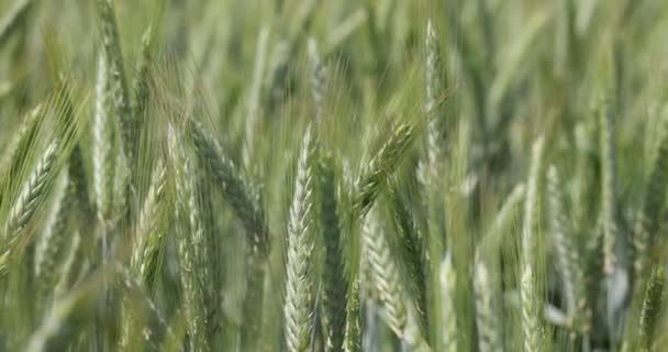 フィールド内の小麦、小麦の耳を閉じる。近代農業。スローモーション100 fps。未採点マクロビデオ — ストック動画