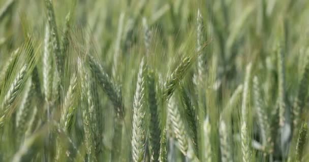 Grano nel campo, spighe di grano primo piano. Agricoltura moderna. rallentatore 100 fps. video Macro non classificato — Video Stock