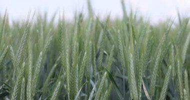 Tarlada buğday, yakın çekimde buğday kulakları. Modern tarım. Ağır çekimde 100 fp. derecelendirilmemiş Makro videosu