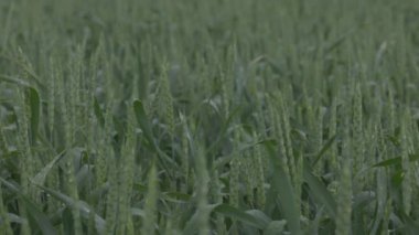 Tarlada buğday, yağmurda buğday kulakları, kulaklara damla. Modern tarım. Ağır çekimde 100 fp. notlandırılmamış Makro video, ProRes 422, notlandırılmamış C-LOG3 10 bit