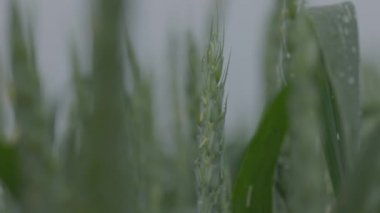 Tarlada buğday, yağmurda buğday kulakları, kulaklara damla. Modern tarım. Ağır çekimde 100 fp. notlandırılmamış Makro video, ProRes 422, notlandırılmamış C-LOG3 10 bit