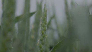 Tarlada buğday, yağmurda buğday kulakları, kulaklara damla. Modern tarım. Ağır çekimde 100 fp. notlandırılmamış Makro video, ProRes 422, notlandırılmamış C-LOG3 10 bit
