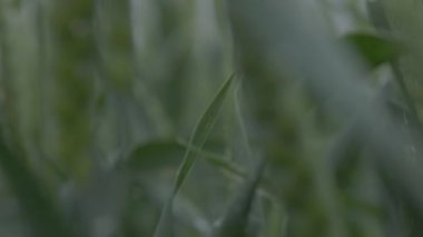 Tarlada buğday, yağmurda buğday kulakları, kulaklara damla. Modern tarım. Ağır çekimde 100 fp. notlandırılmamış Makro video, ProRes 422, notlandırılmamış C-LOG3 10 bit