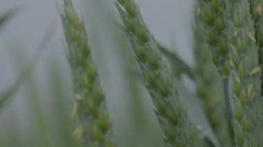 Tarlada buğday, yağmurda buğday kulakları, kulaklara damla. Modern tarım. Ağır çekimde 100 fp. notlandırılmamış Makro video, ProRes 422, notlandırılmamış C-LOG3 10 bit