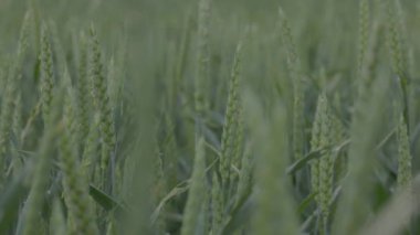 Tarlada buğday, yağmurda buğday kulakları, kulaklara damla. Modern tarım. Ağır çekimde 100 fp. notlandırılmamış Makro video, ProRes 422, notlandırılmamış C-LOG3 10 bit
