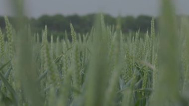 Tarlada buğday, yağmurda buğday kulakları, kulaklara damla. Modern tarım. Ağır çekimde 100 fp. notlandırılmamış Makro video, ProRes 422, notlandırılmamış C-LOG3 10 bit