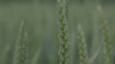 Tarlada buğday, yağmurda buğday kulakları, kulaklara damla. Modern tarım. Ağır çekimde 100 fp. notlandırılmamış Makro video, ProRes 422, notlandırılmamış C-LOG3 10 bit