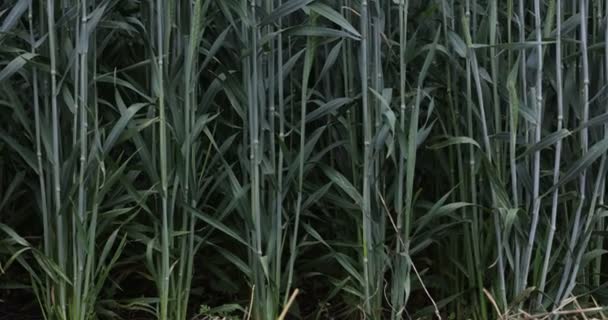 Пшениця в полі, пшеничні вуха крупним планом. Сучасне сільське господарство. повільний рух 100 к/с. немодернізоване відео Macro — стокове відео