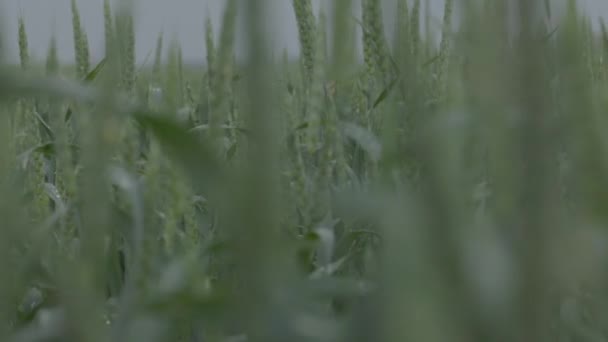 Grano nei campi, spighe di grano primo piano durante la pioggia, gocce sulle spighe. Agricoltura moderna. rallentatore 100 fps. Macro video non classificato, ProRes 422, non classificato C-LOG3 10 bit — Video Stock