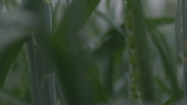 Búza a mezőn, búza fülek közelről az esőben, cseppek a fülre. Modern mezőgazdaság. Lassított felvétel 100 fps. osztályozatlan makró videó, ProRes 422, osztályozatlan C-LOG3 10 bit — Stock videók