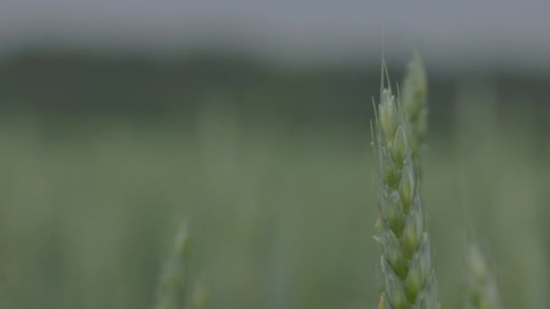 Búza a mezőn, búza fülek közelről az esőben, cseppek a fülre. Modern mezőgazdaság. Lassított felvétel 100 fps. osztályozatlan makró videó, ProRes 422, osztályozatlan C-LOG3 10 bit — Stock videók