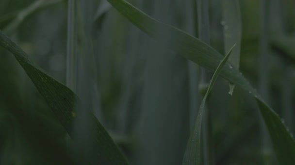 Trigo no campo, orelhas de trigo de perto durante a chuva, gotas nas orelhas. Agricultura moderna. câmara lenta a 100 fps. vídeo macro não classificado, ProRes 422, não classificado C-LOG3 10 bit — Vídeo de Stock