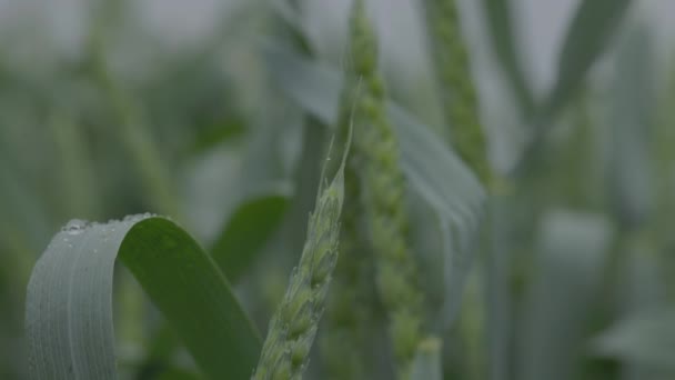 畑の小麦、雨の中で小麦の耳を閉じると、耳の上にドロップします。近代農業。スローモーション100 fps。未成績のマクロビデオ, ProRes 422,未成績のC-LOG3 10ビット — ストック動画