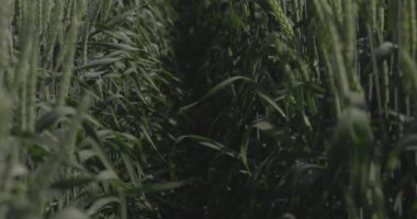 Tarlada buğday, yakın çekimde buğday kulakları. Buğday tarlasında bir patika boyunca yürü. Modern tarım. Ağır çekimde 100 fp. Makro video, ProRes 422, notlandırılmamış C-LOG3 10 bit