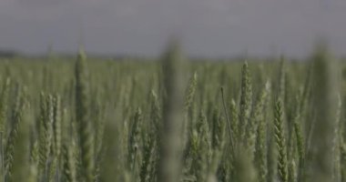 Tarlada buğday, yakın çekimde buğday kulakları. Modern tarım. Ağır çekimde 100 fp. Makro video, ProRes 422, notlandırılmamış C-LOG3 10 bit
