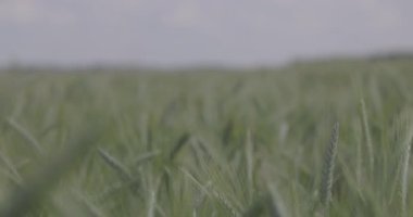 Tarlada buğday, yakın çekimde buğday kulakları. Modern tarım. Ağır çekimde 100 fp. Makro video, ProRes 422, notlandırılmamış C-LOG3 10 bit.