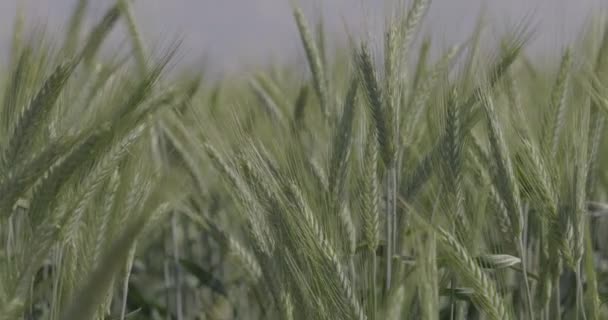 Trigo no campo, orelhas de trigo de perto. Agricultura moderna. câmara lenta a 100 fps. Vídeo macro, ProRes 422, não classificado C-LOG3 10 bit. — Vídeo de Stock