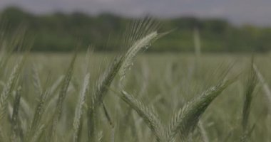 Tarlada buğday, yakın çekimde buğday kulakları. Modern tarım. Ağır çekimde 100 fp. Makro video, ProRes 422, notlandırılmamış C-LOG3 10 bit.