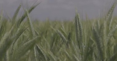 Tarlada buğday, yakın çekimde buğday kulakları. Modern tarım. Ağır çekimde 100 fp. Makro video, ProRes 422, notlandırılmamış C-LOG3 10 bit