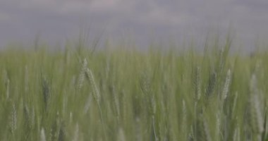 Tarlada buğday, yakın çekimde buğday kulakları. Modern tarım. Ağır çekimde 100 fp. Makro video, ProRes 422, notlandırılmamış C-LOG3 10 bit