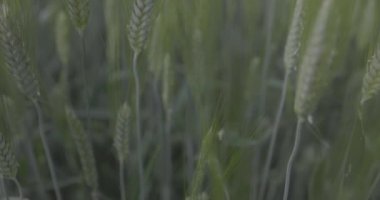 Tarlada buğday, yakın çekimde buğday kulakları. Modern tarım. Ağır çekimde 100 fp. Makro video, ProRes 422, notlandırılmamış C-LOG3 10 bit