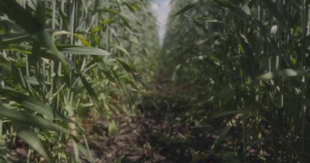 Grano nel campo, spighe di grano primo piano. Camminare lungo un sentiero in un campo di grano. Agricoltura moderna. rallentatore 100 fps. Macro video, ProRes 422, non classificato C-LOG3 10 bit — Video Stock