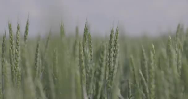 Пшениця в полі, пшениця зблизька. Сучасне сільське господарство. Macro video, ProRes 422, ungraved C-LOG3 10 bit — стокове відео