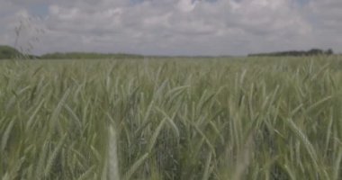 Tarlada buğday, yakın çekimde buğday kulakları. Modern tarım. Ağır çekimde 100 fp. Makro video, ProRes 422, notlandırılmamış C-LOG3 10 bit