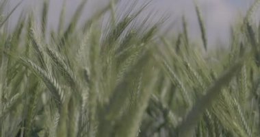 Tarlada buğday, yakın çekimde buğday kulakları. Modern tarım. Ağır çekimde 100 fp. Makro video, ProRes 422, notlandırılmamış C-LOG3 10 bit.