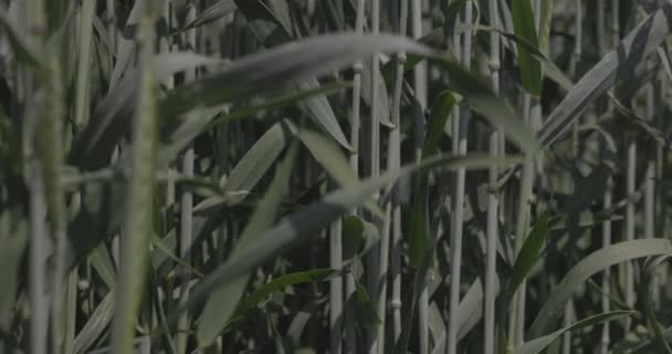 Tarlada buğday, yakın çekimde buğday kulakları. Modern tarım. Ağır çekimde 100 fp. Makro video, ProRes 422, notlandırılmamış C-LOG3 10 bit — Stok video