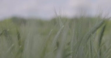 Tarlada buğday, yakın çekimde buğday kulakları. Modern tarım. Ağır çekimde 100 fp. Makro video, ProRes 422, notlandırılmamış C-LOG3 10 bit.