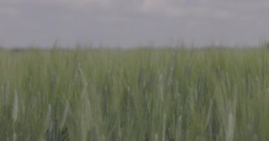 Tarlada buğday, yakın çekimde buğday kulakları. Modern tarım. Ağır çekimde 100 fp. Makro video, ProRes 422, notlandırılmamış C-LOG3 10 bit