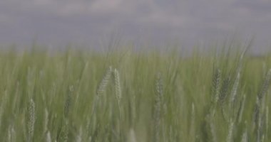 Tarlada buğday, yakın çekimde buğday kulakları. Modern tarım. Ağır çekimde 100 fp. Makro video, ProRes 422, notlandırılmamış C-LOG3 10 bit