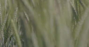 Tarlada buğday, yakın çekimde buğday kulakları. Modern tarım. Ağır çekimde 100 fp. Makro video, ProRes 422, notlandırılmamış C-LOG3 10 bit