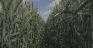 Tarlada buğday, yakın çekimde buğday kulakları. Buğday tarlasında bir patika boyunca yürü. Modern tarım. Makro video, ProRes 422, notlandırılmamış C-LOG3 10 bit