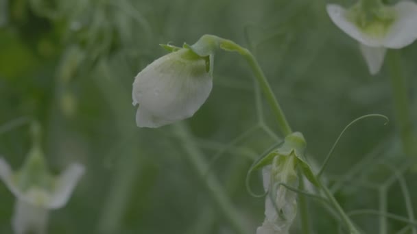 畑に野菜のエンドウ豆を開花させます。花のマメ科植物。緑のエンドウ豆の分野での若い芽と花。スローモーション100 fps。マクロビデオ, ProRes 422,未採点C-LOG3 10ビット — ストック動画