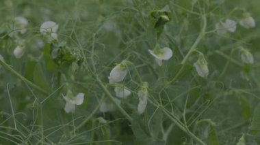 Tarlada çiçek açan sebze bezelyesi. Çiçekli baklagiller. Yeşil bezelye tarlasında genç filizler ve çiçekler. Ağır çekimde 100 fp. Makro video, ProRes 422, notlandırılmamış C-LOG3 10 bit