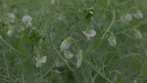 Blomstrende grøntsag ærter i marken. Blomstrende bælgfrugter. Unge skud og blomster på en mark med grønne ærter. slow motion 100 fps. Makrovideo, ProRes 422, usorterede C-LOG3 10 bit – Stock-video