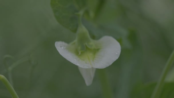 畑に野菜のエンドウ豆を開花させます。花のマメ科植物。緑のエンドウ豆の分野での若い芽と花。スローモーション100 fps。マクロビデオ, ProRes 422,未採点C-LOG3 10ビット — ストック動画