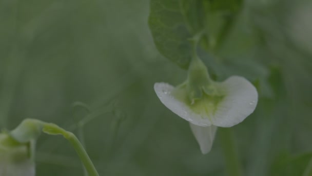 Kwitnący groszek warzywny na polu. Kwiat roślin strączkowych. Młode pędy i kwiaty na polu zielonego grochu. Spowolnienie 100 fps. Makro wideo, ProRes 422, niesklasyfikowane C-LOG3 10 bit — Wideo stockowe