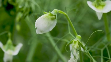 Tarlada çiçek açan sebze bezelyesi. Çiçekli baklagiller. Yeşil bezelye tarlasında genç filizler ve çiçekler. Ağır çekimde 100 fp. Makro video