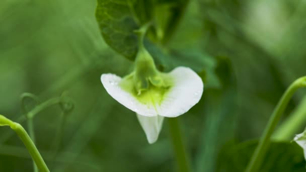 畑に野菜のエンドウ豆を開花させます。花のマメ科植物。緑のエンドウ豆の分野での若い芽と花。スローモーション100 fps。マクロビデオ — ストック動画