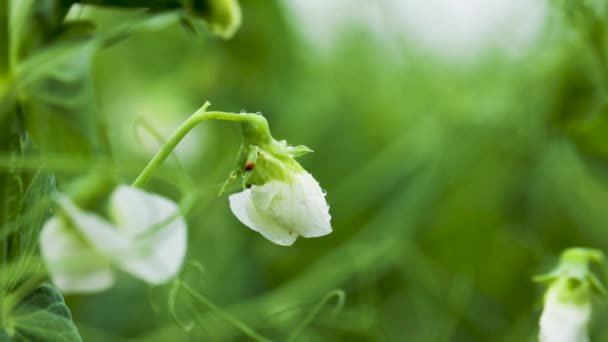 畑に野菜のエンドウ豆を開花させます。花のマメ科植物。緑のエンドウ豆の分野での若い芽と花。スローモーション100 fps。マクロビデオ — ストック動画