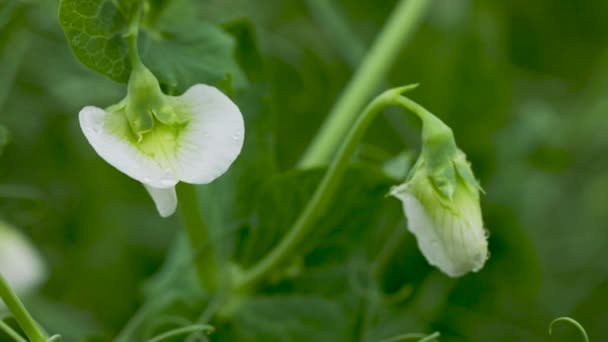 Ervilha vegetal em flor no campo. Leguminosas floridas. Jovens brotos e flores em um campo de ervilhas verdes. câmara lenta a 100 fps. Macro vídeo — Vídeo de Stock