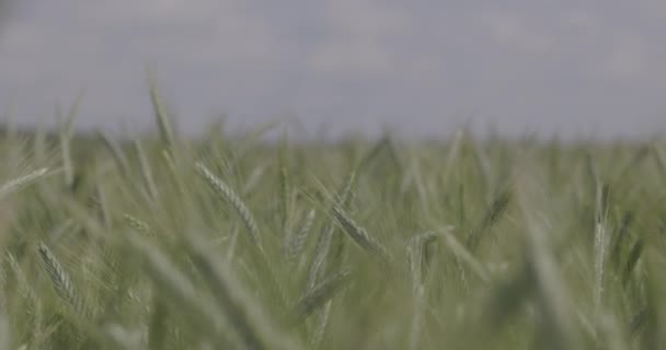 Tarlada buğday, yakın çekimde buğday kulakları. Modern tarım. Ağır çekimde 100 fp. Makro video, ProRes 422, notlandırılmamış C-LOG3 10 bit. — Stok video
